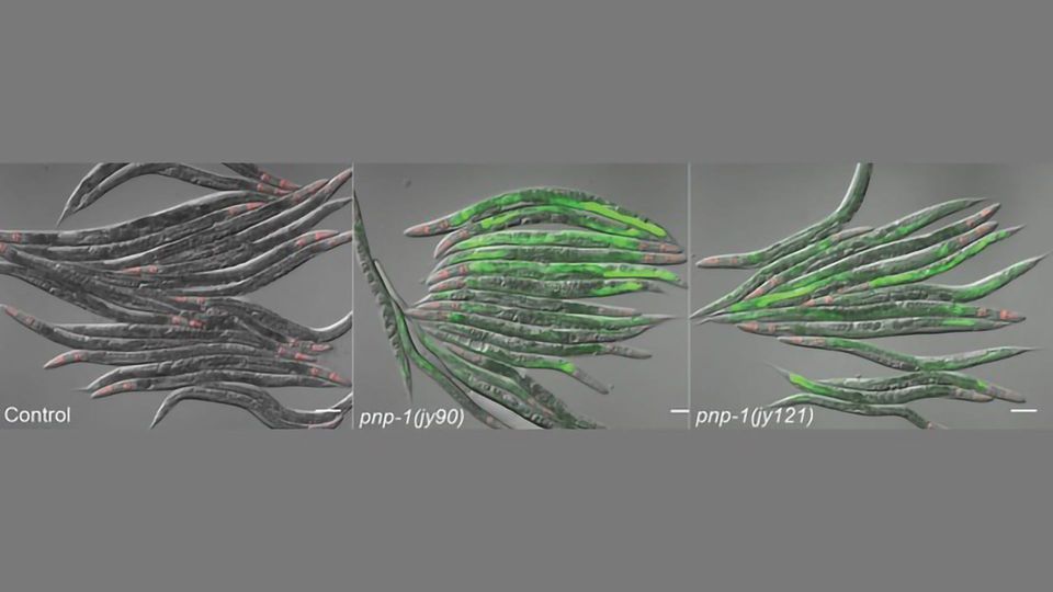 Light Shed on Complex Dynamics of How Organisms Sense Infection content piece image