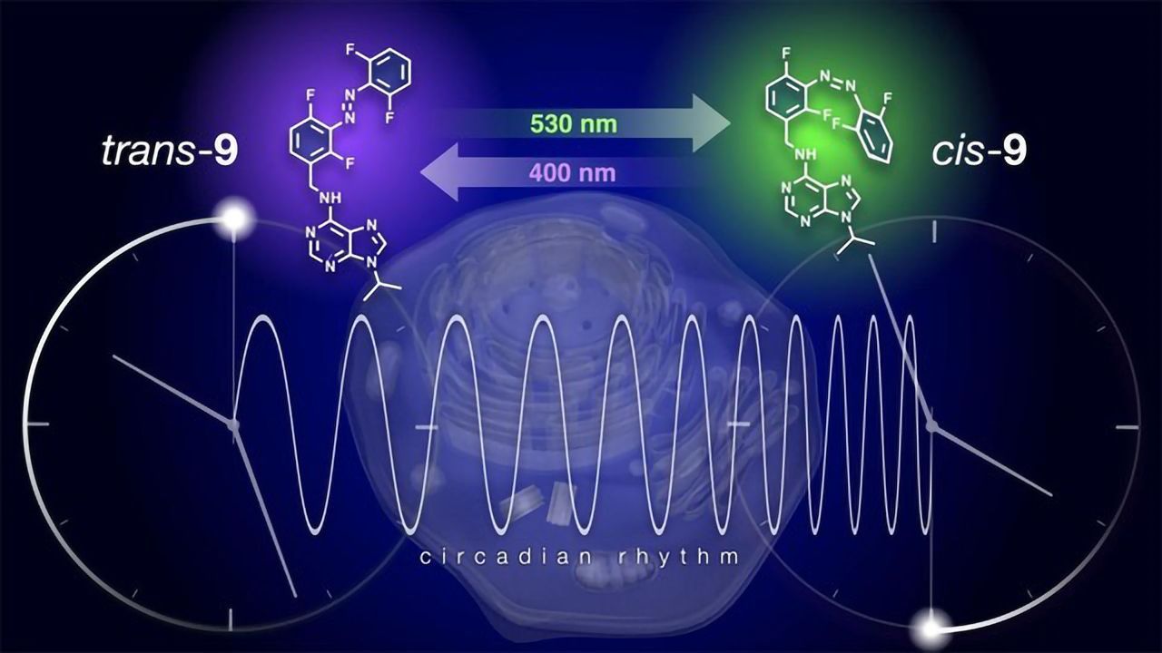 Resetting the Biological Clock With an On/Off Switch