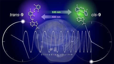 Resetting the Biological Clock With an On/Off Switch