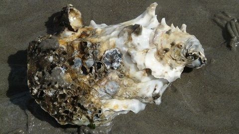 What Effects Are Nanoplastics Having on Oysters?