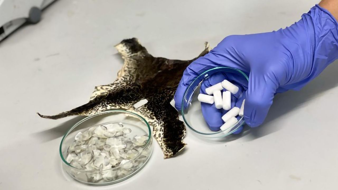 Aquaculture Waste Becomes Biomaterial for Bone Repair