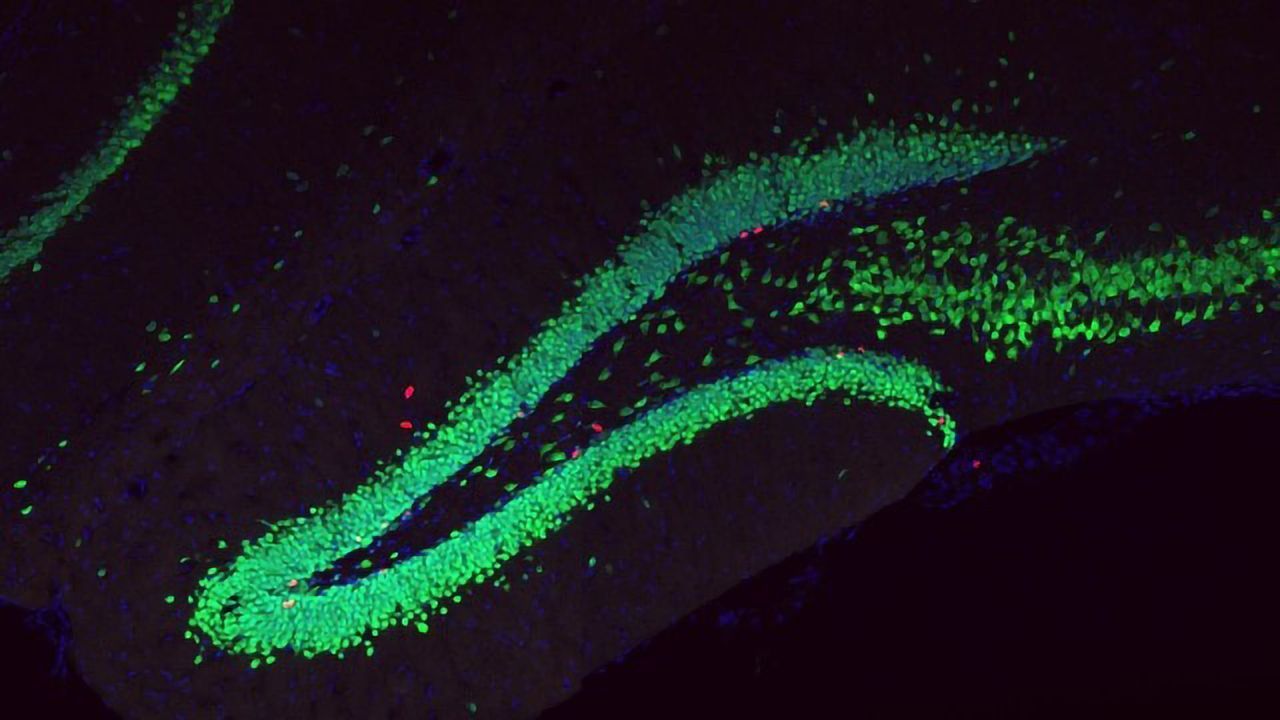 Lactic Acid Shows Antidepressant Effect in Mice