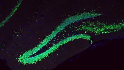 Lactic Acid Shows Antidepressant Effect in Mice