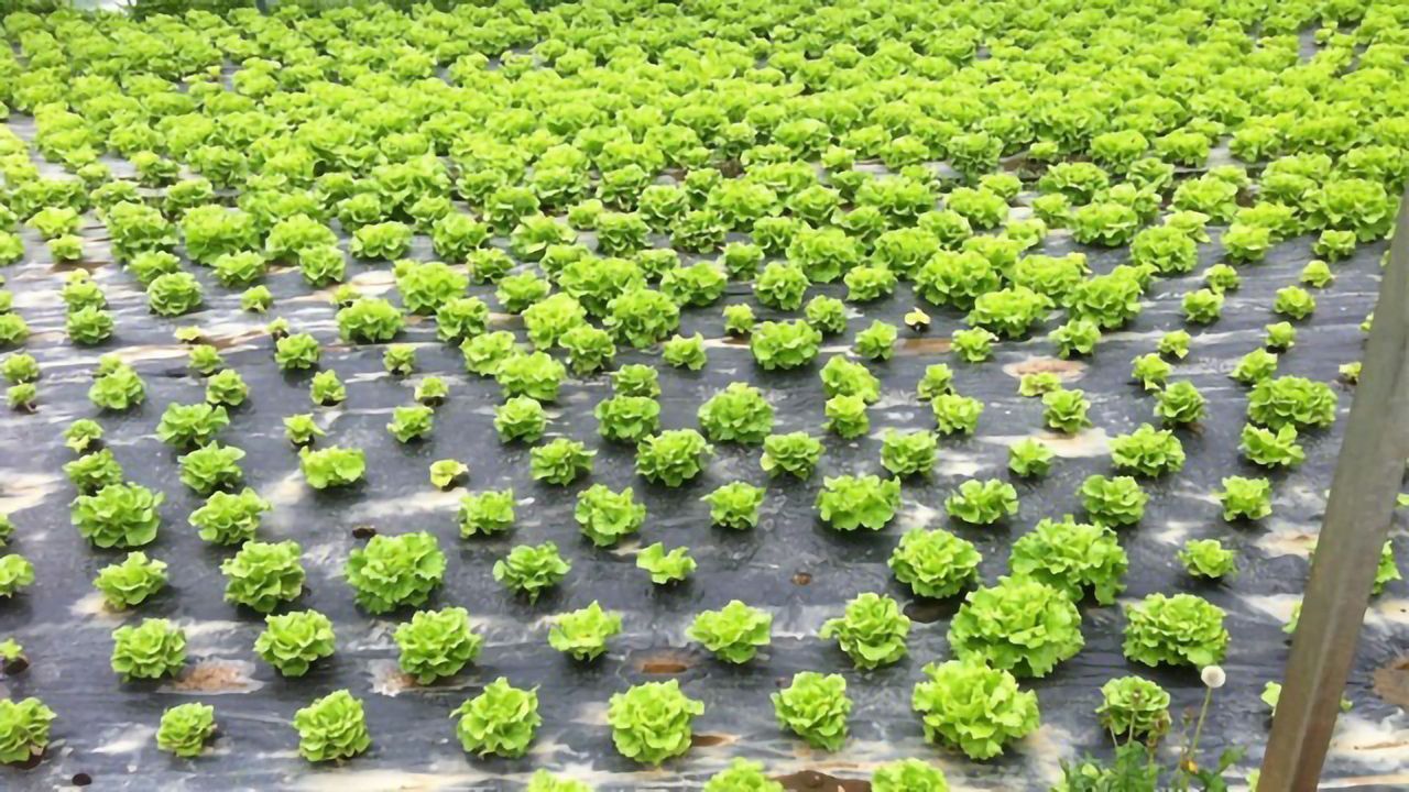 Beer Byproduct Mixed With Manure To Produce a Pesticide