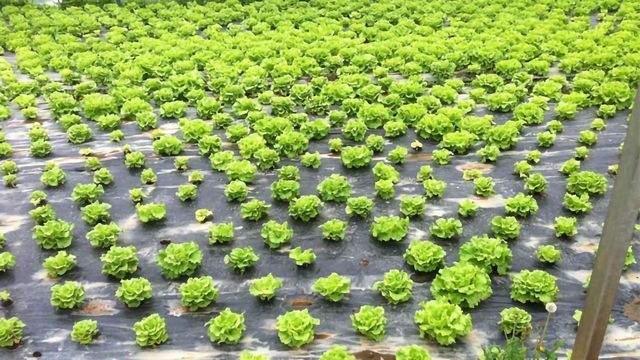 Beer Byproduct Mixed With Manure To Produce a Pesticide content piece image 