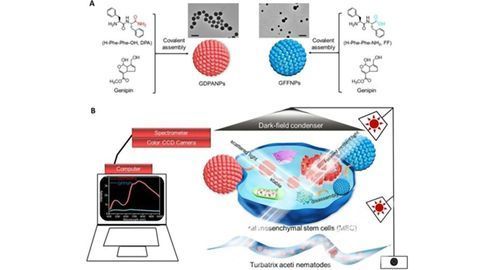 Peptide Nanomaterials Marked for In Vitro Visualization
