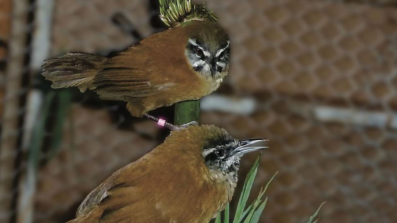 Duetting Songbirds Mute Their Partner's Mind To Stay in Sync