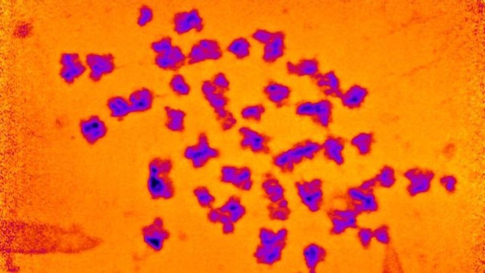 The Mass of Human Chromosomes Measured for the First Time content piece image