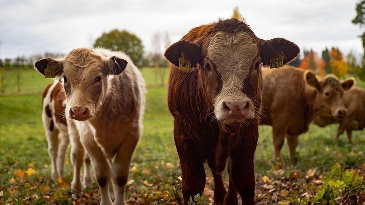 Methane Emissions From Livestock May Be Routinely Undercounted