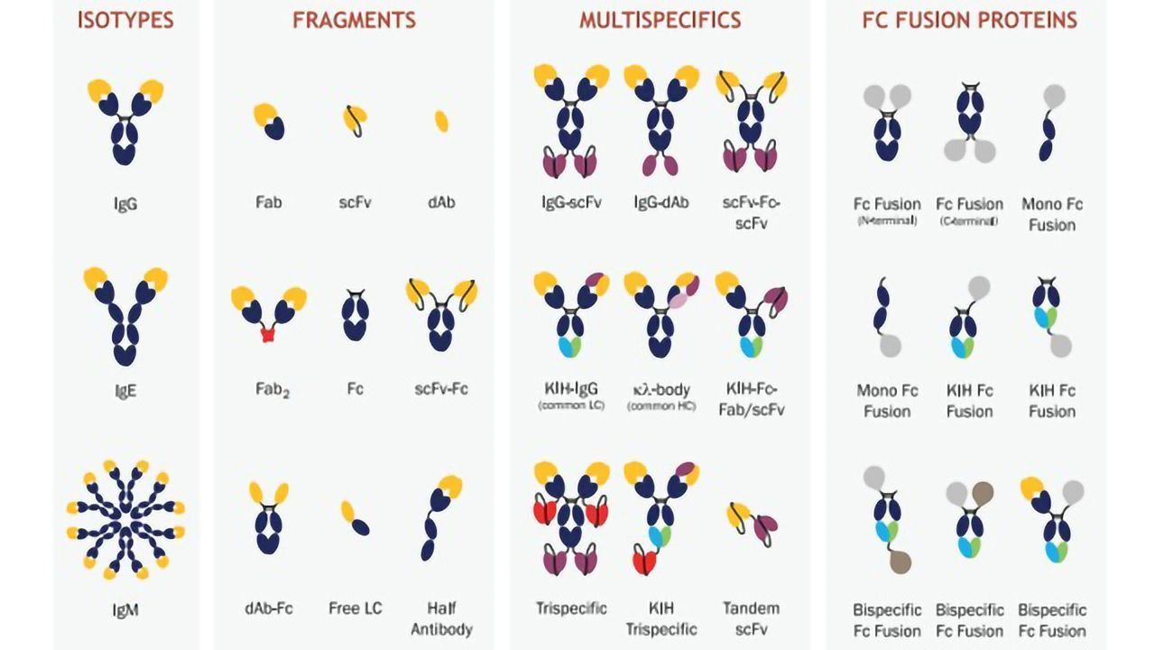 A Guide to Recombinant Antibody Engineering