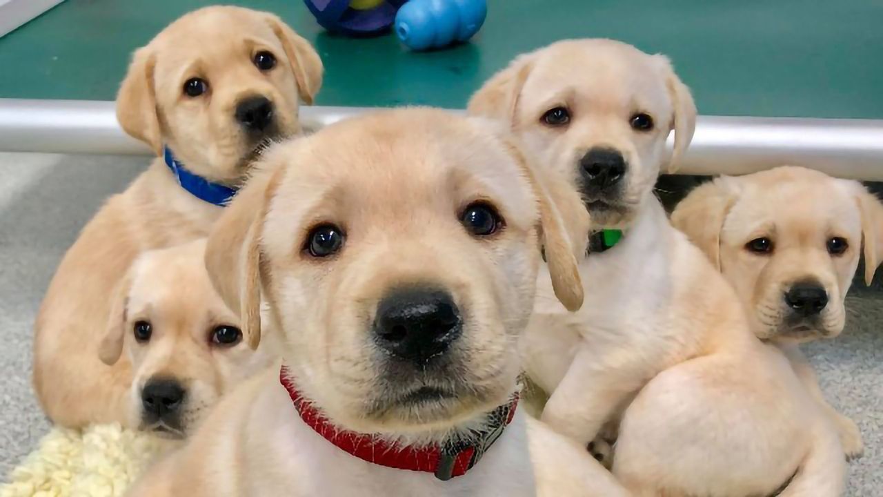 Puppies’ Ability To Socialize With Humans Is a Heritable Trait