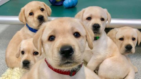 Puppies’ Ability To Socialize With Humans Is a Heritable Trait