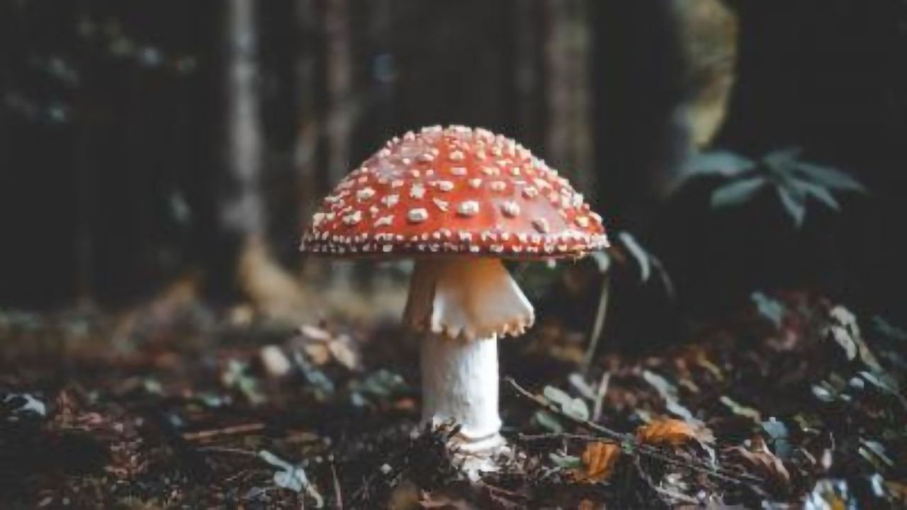 Revealing the Microscopic World Beneath Our Feet