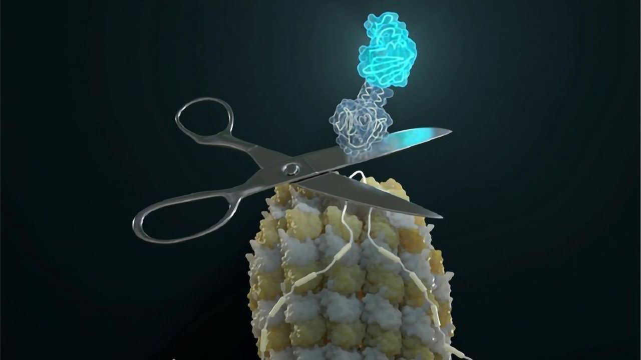 Protein Isoform Expression Can Now Be Followed in Live Cells