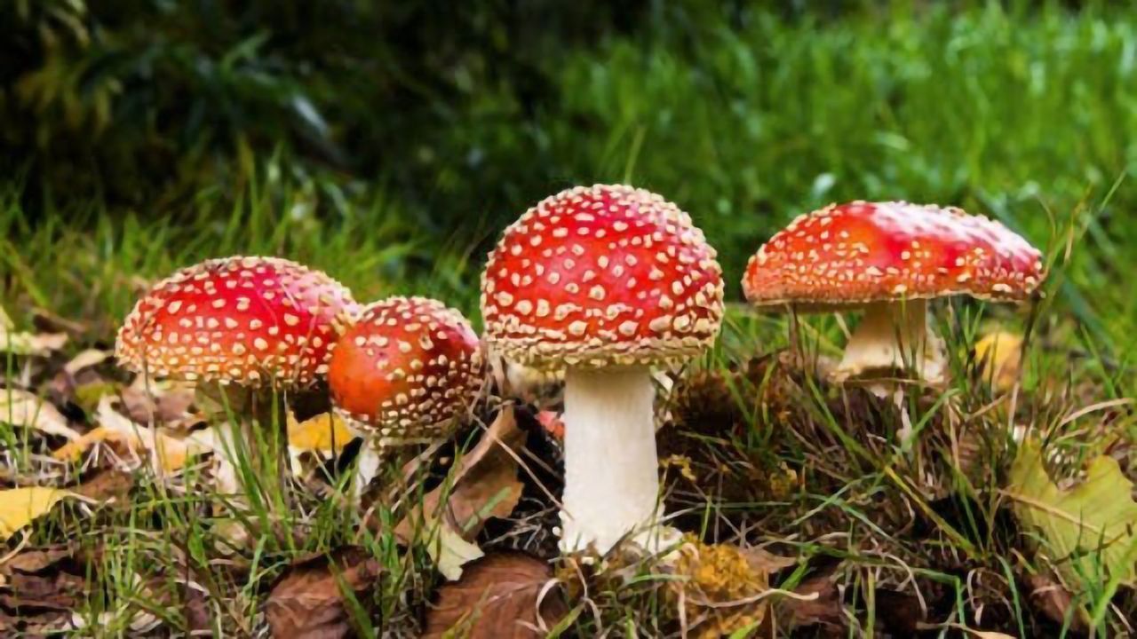Harnessing the Therapeutic Potential of Muscimol