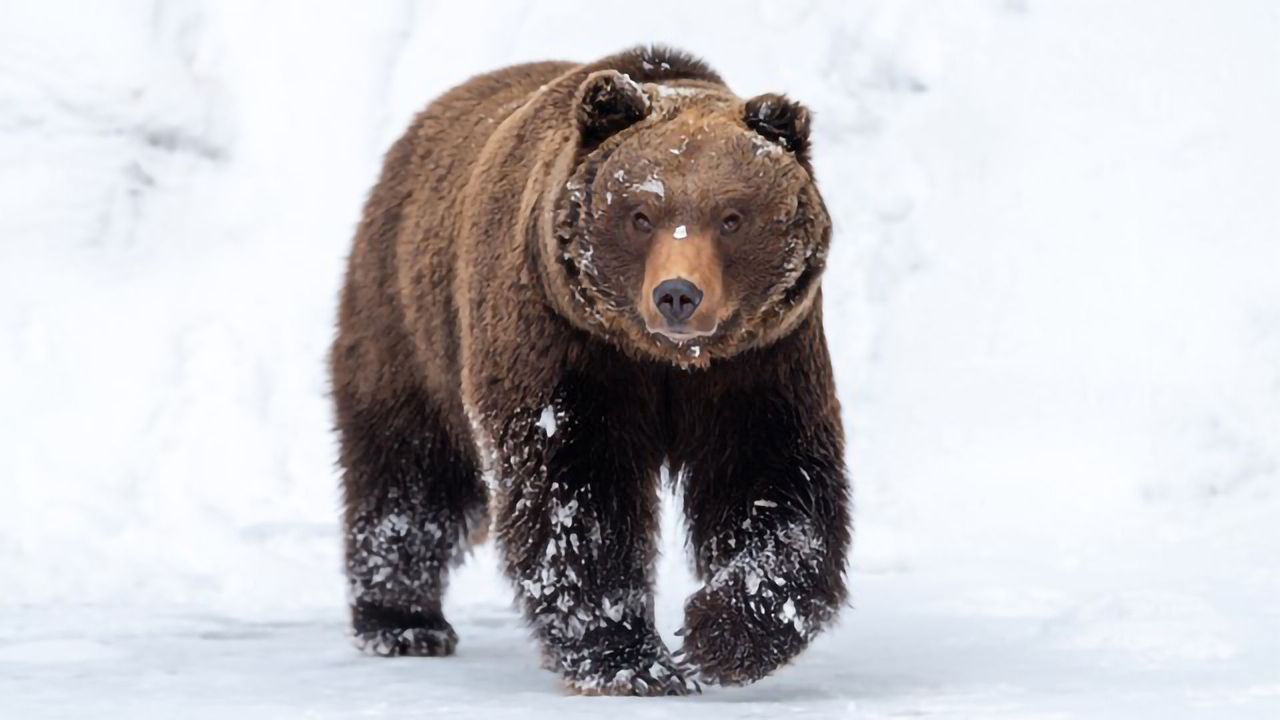 Exploiting Natural Disease Resistance in Mammals To Advance Drug Development