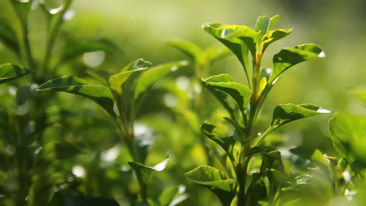 Green Tea’s Potential To Combat SARS-CoV-2