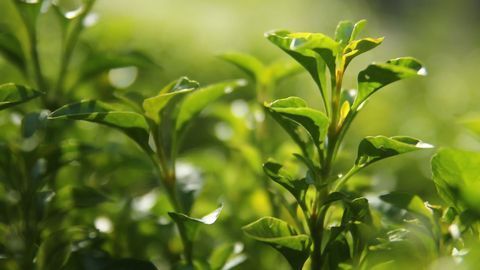 Green Tea’s Potential To Combat SARS-CoV-2