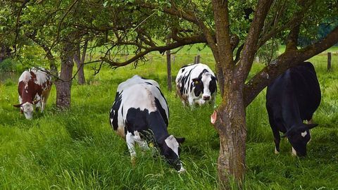 Sycamore Toxin Found in Cow's Milk
