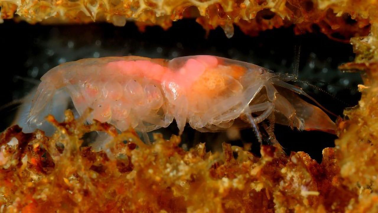 The More Social the Shrimp, the Larger Its Genome