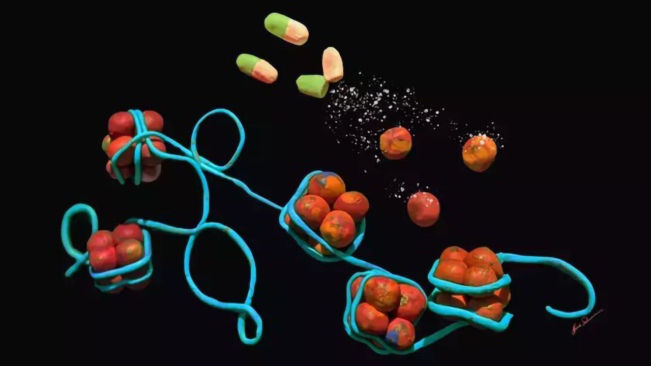 Anti-Aging Drug Candidate Rapamycin Alters How DNA Is Stored