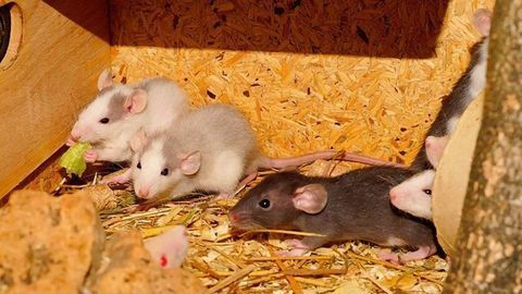 Something To Chew Over: Eating Soft Foods May Alter How the Brain Controls Chewing