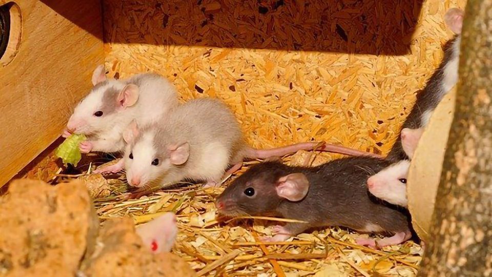 Something To Chew Over: Eating Soft Foods May Alter How the Brain Controls Chewing content piece image