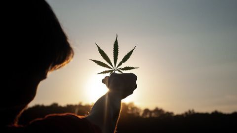 Potential Therapeutic Uses of Cannabinoids With Professor Roger Pertwee