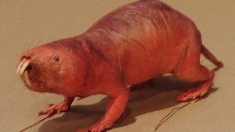 Naked Mole Rats Provide Clues to Curing Cancer and Dementia