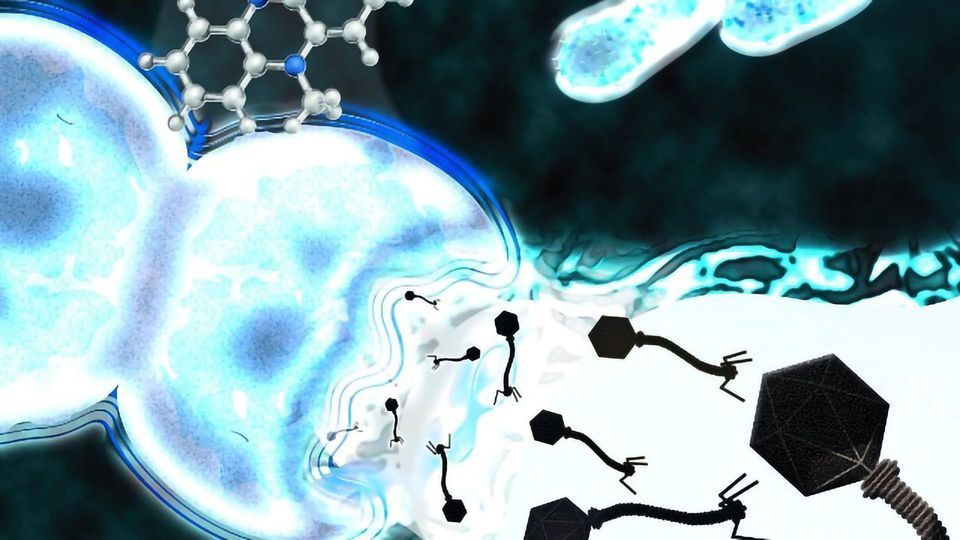 Bacteria Hijack Phage of Competitors To Defeat Them content piece image