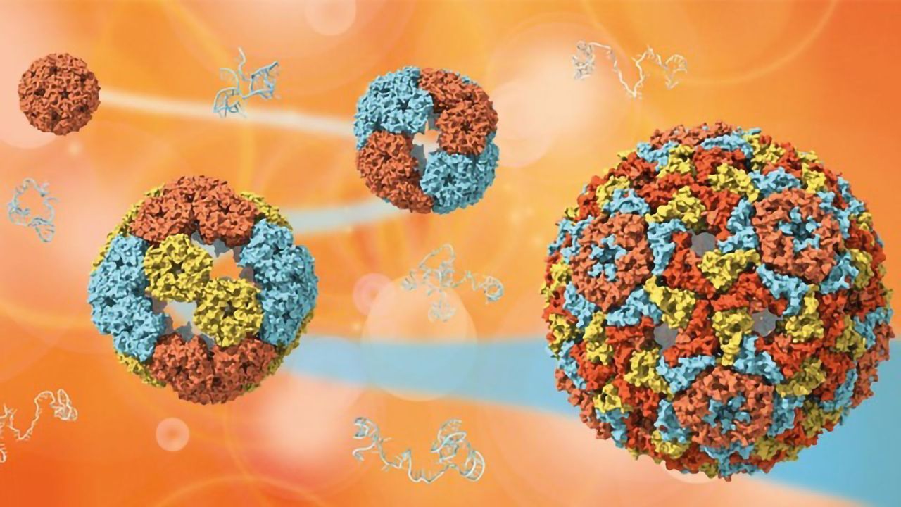 Team Explores How Viruses Evolve