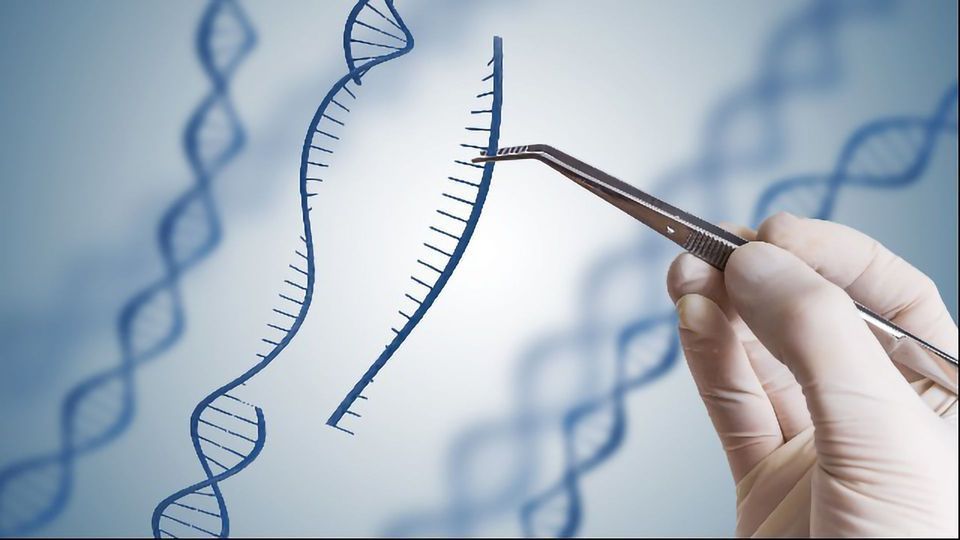 CRISPR Made More Precise by New Algorithm content piece image