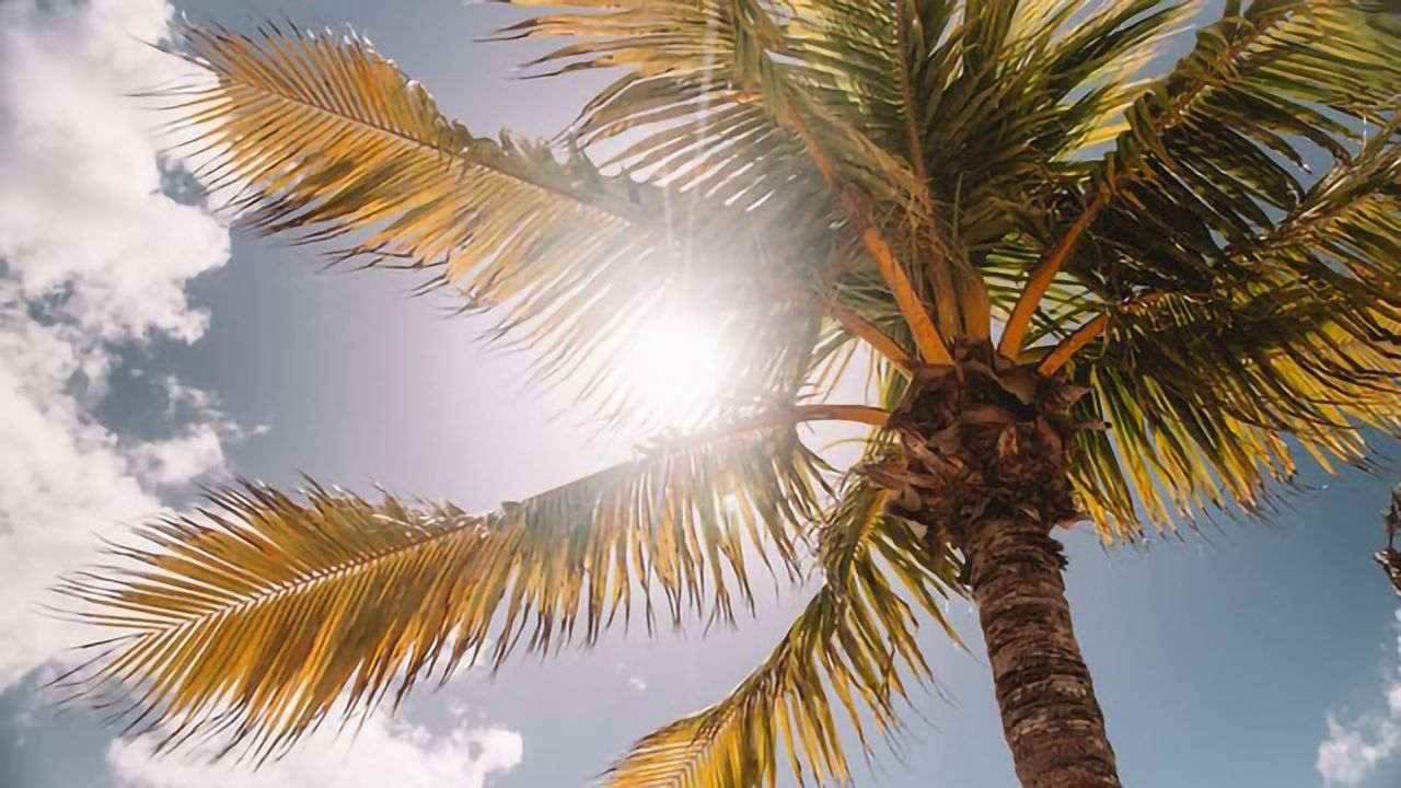 Vitamin D Deficiency Increases Addiction to Sunseeking... and Opioids