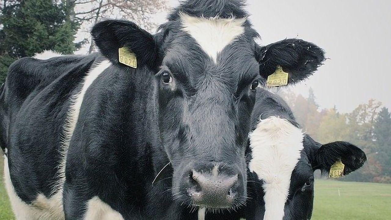 Modified Milk Testing Could Aid Dairy Sustainability