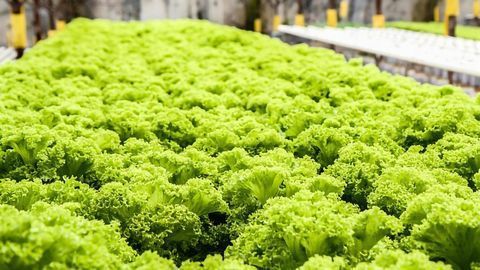 Sewage Plant-Inspired Aquaponics Yields Healthy Fish and Tastier Crops