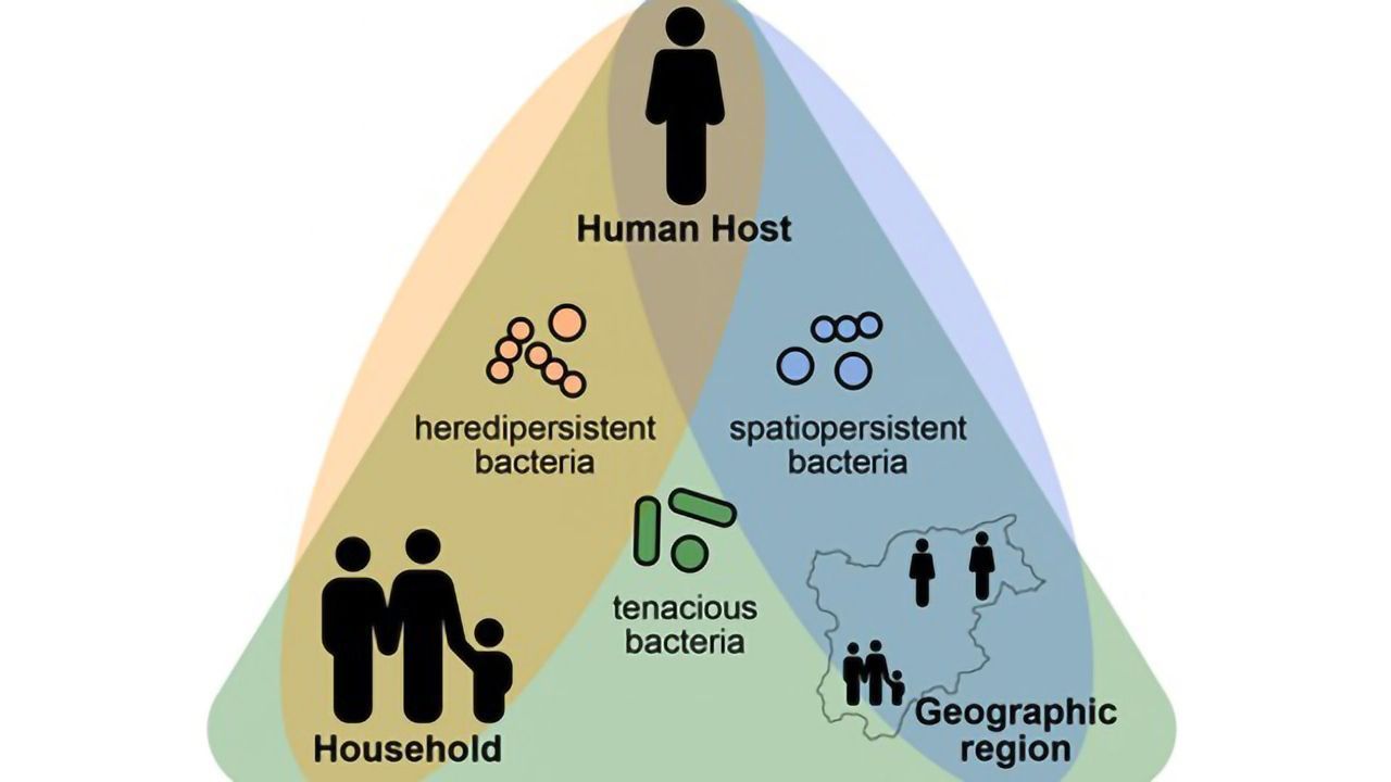 In the Human Gut Microbiome, Persistence Pays Off