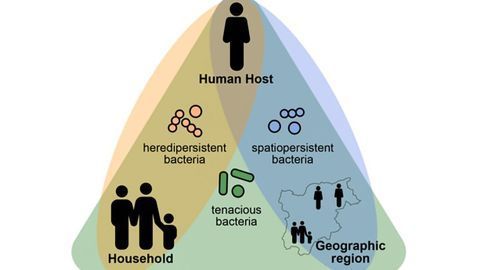 In the Human Gut Microbiome, Persistence Pays Off