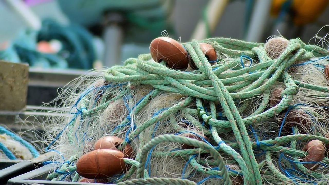 Is the Answer to Overfishing… Algae?