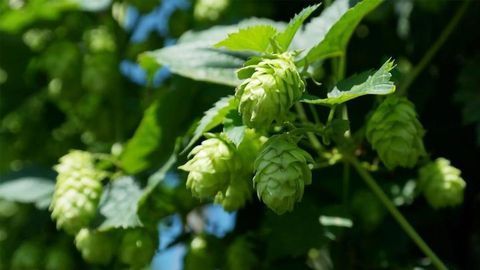 Hops-Derived Compound Is a Potential Therapeutic for Common Liver Disease