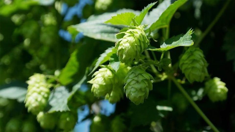 Hops-Derived Compound Is a Potential Therapeutic for Common Liver Disease content piece image