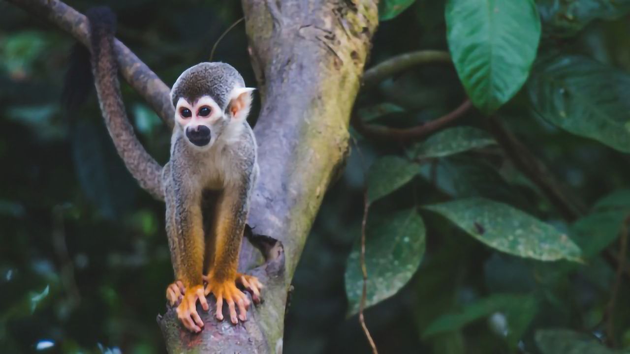 Elderly Monkeys Gained Cognitive Benefits From Experimental Alzheimer's Therapy
