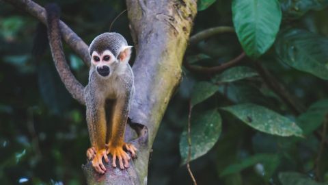 Elderly Monkeys Gained Cognitive Benefits From Experimental Alzheimer's Therapy