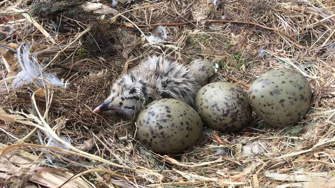 Seabird Eggs Contaminated With Plastic Chemical Additives