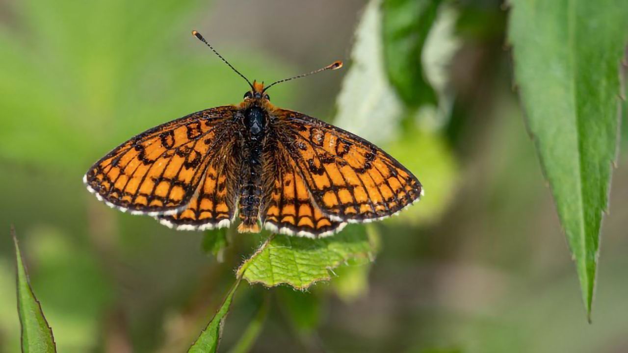 Butterflies Suffering as a Result of Excess Nitrogen Emissions