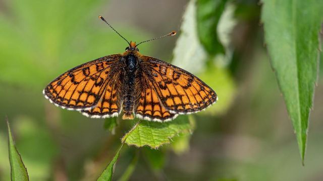 Butterflies Suffering as a Result of Excess Nitrogen Emissions content piece image 