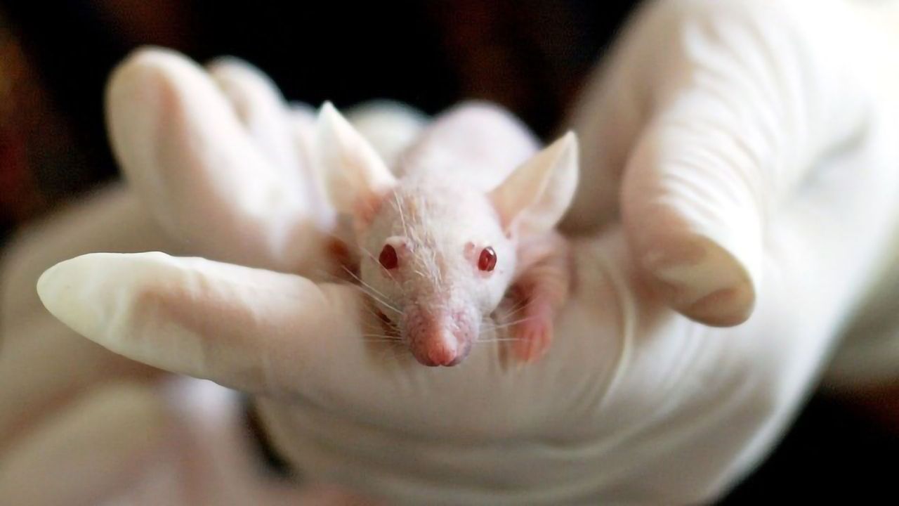 Alzheimer's Papers Overhyped When Researchers Omit "Mice" From the Title