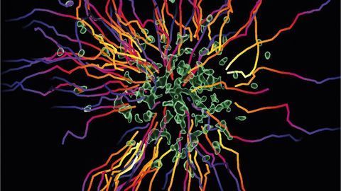 Immune Cell Swarming Behavior Unraveled