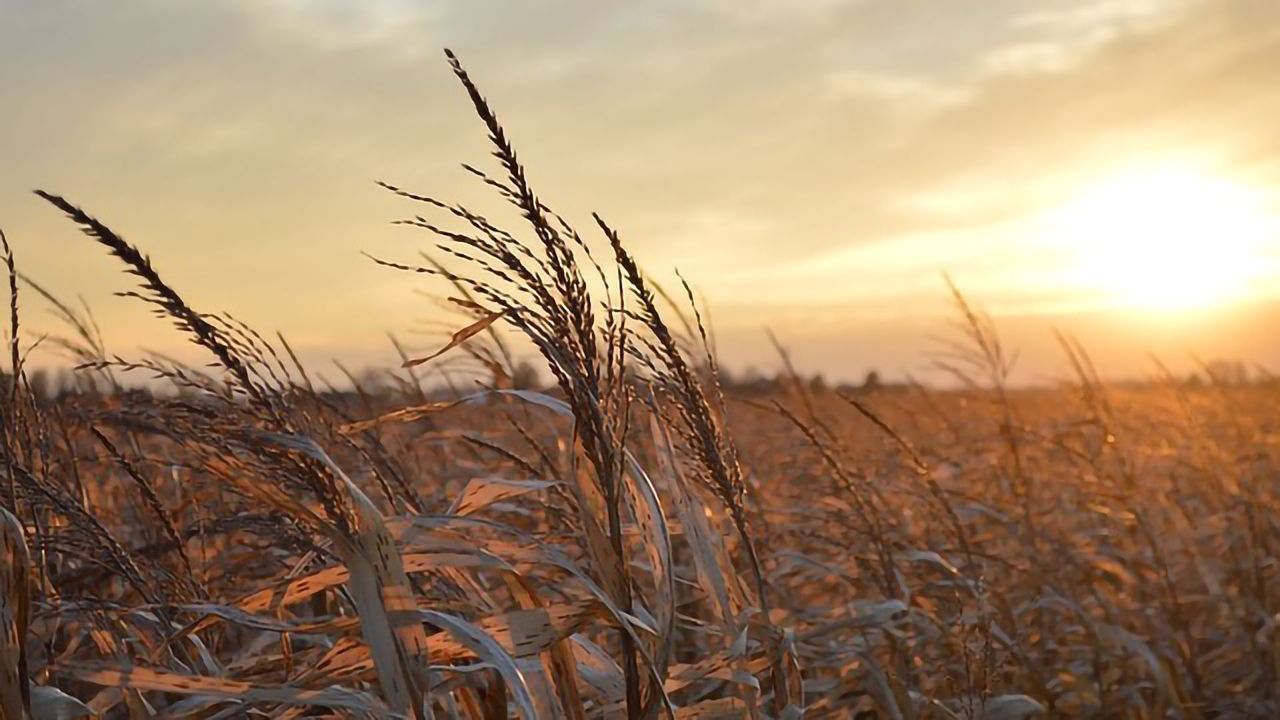 Accurate Accounting of Corn Ethanol's Environmental Footprint