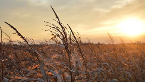 Accurate Accounting of Corn Ethanol's Environmental Footprint