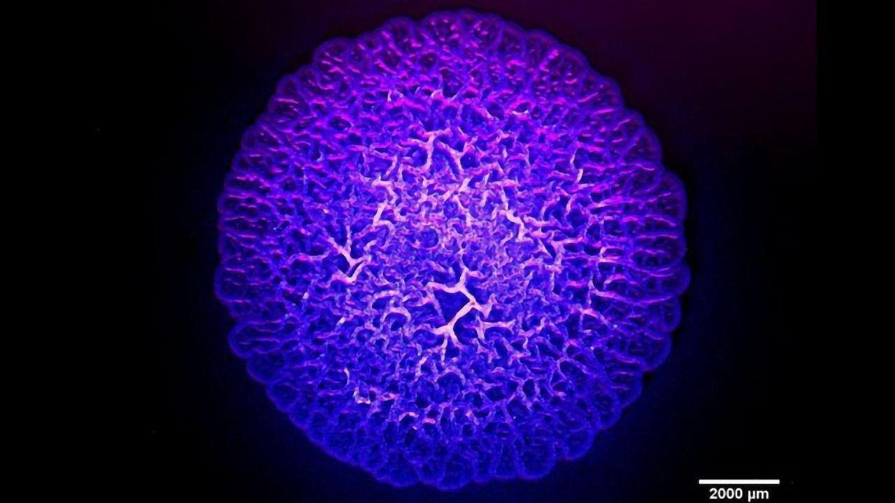 Neutralizing a Pathogenic Bacterial Threat